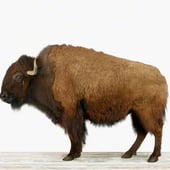 Scruffy Buffalo