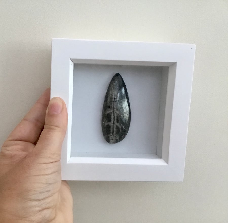 Orthoceras Framed Fossil. Actual Orthoceras Fossil 3D Framed Fossil Picture.