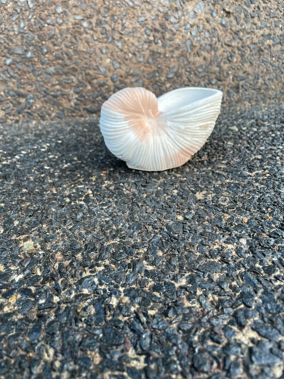 Handmade Cement Nautilus Shell  Coastal  Minimalist Home Decor