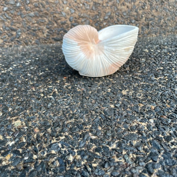 Handmade Cement Nautilus Shell  Coastal  Minimalist Home Decor