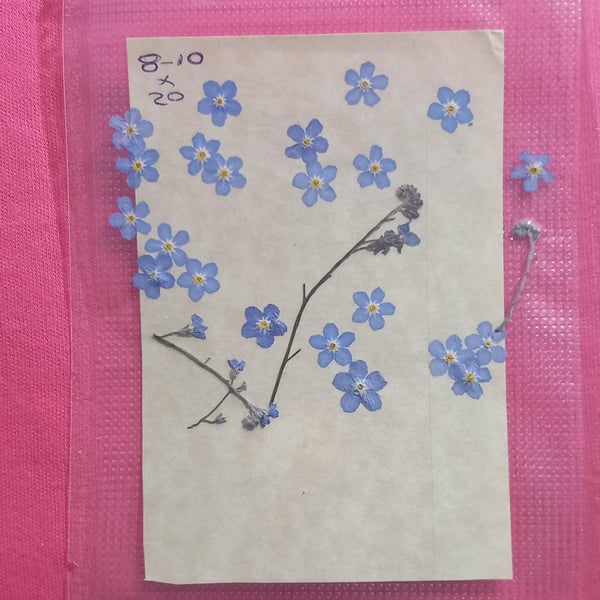 Dried Forget me not flowers large size 8-10mm,Dried flowers for sale,Little blue