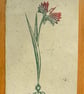 Phoenix Lily lino cut print - Image 3