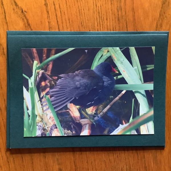 Handmade photo card of a moorhen standing on reeds