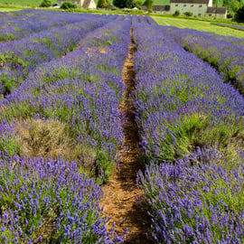 Lavender Field Summer Flowers Cotswolds England Photograph Print