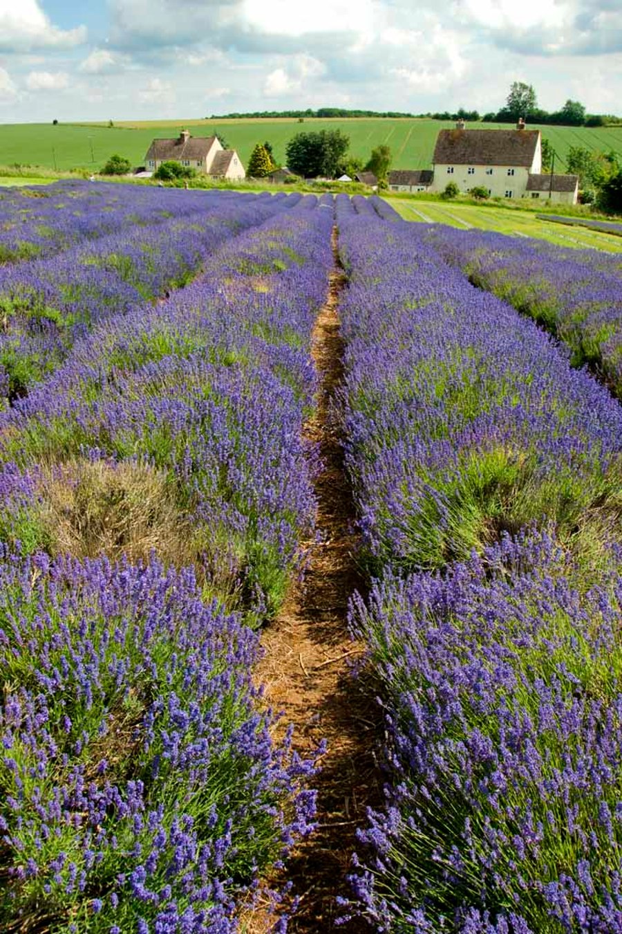 Lavender Field Summer Flowers Cotswolds England Photograph Print