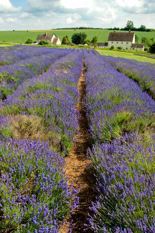 Lavender Field Summer Flowers Cotswolds England Photograph Print