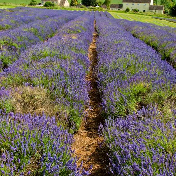 Lavender Field Summer Flowers Cotswolds England Photograph Print