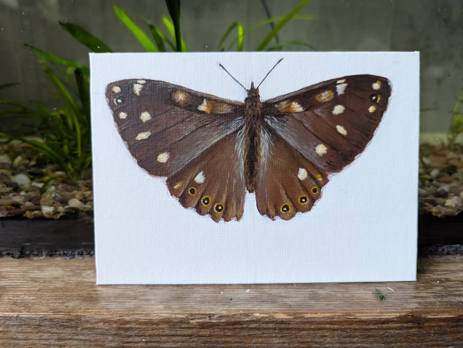 Original Speckled Wood Butterfly Acrylic Painting 