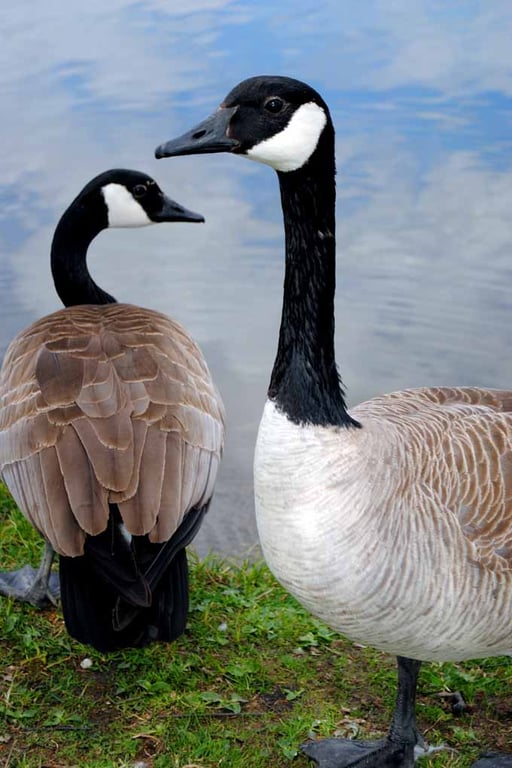 Canada Goose Canadian Geese Wild Bird 12"x18" Print