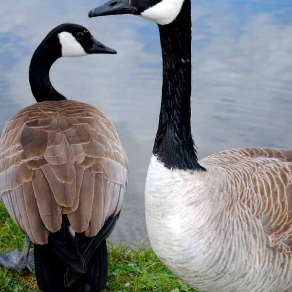 Canada Goose Canadian Geese Wild Bird 12"x18" Print