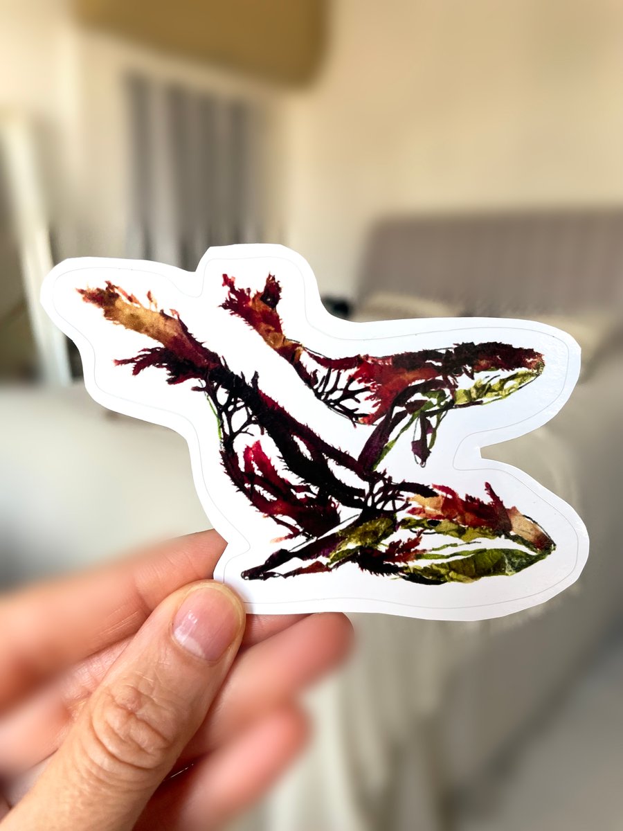 Whales Vinyl Sticker, Glossy, Pressed Seaweed art