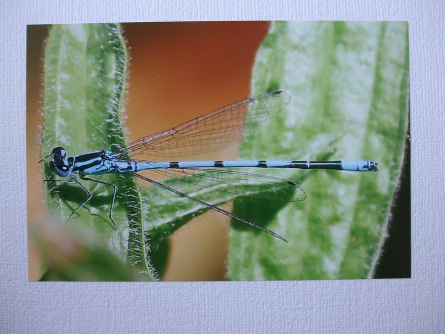 Photographic greetings card of Damsel Fly, at rest, on a leaf.