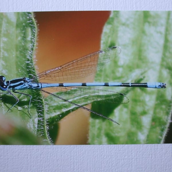Photographic greetings card of Damsel Fly, at rest, on a leaf.