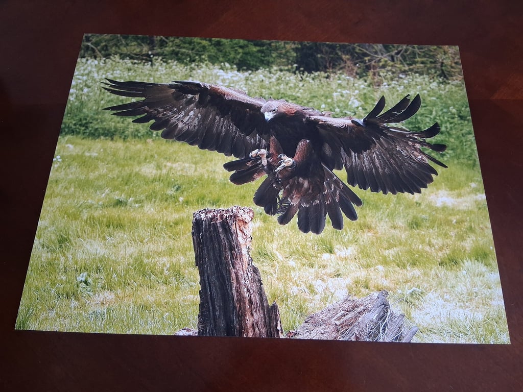 EAGLE PHOTOGRAPH 16x12