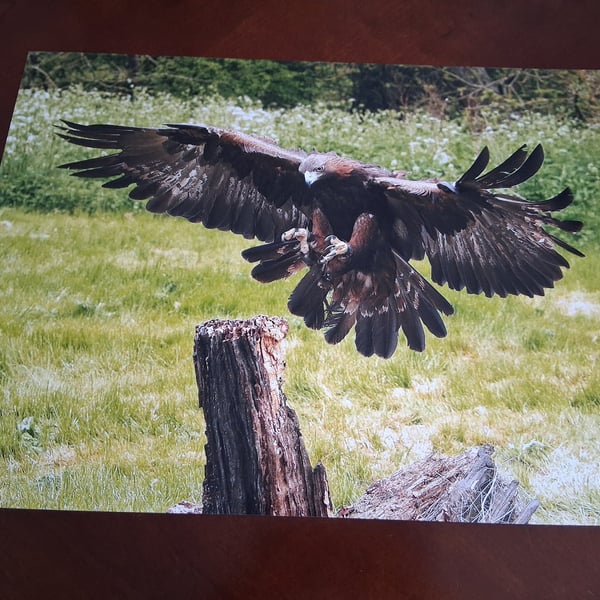 EAGLE PHOTOGRAPH 16x12