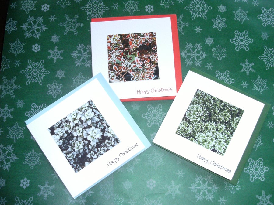 6 x PHOTO CHRISTMAS CARDS - Frosty