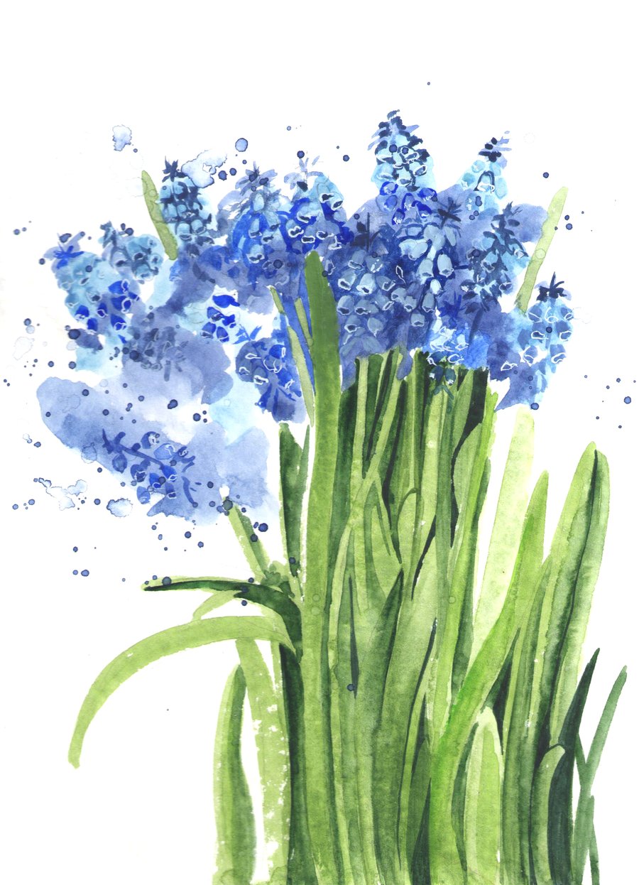 Muscari. Spring Flowers. Watercolour