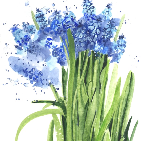 Muscari. Spring Flowers. Watercolour