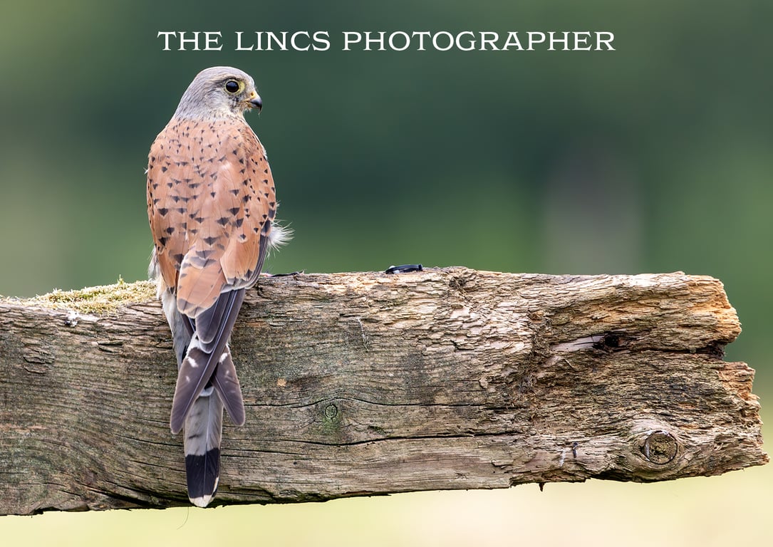 Kestrel print (Limited edition of 10)