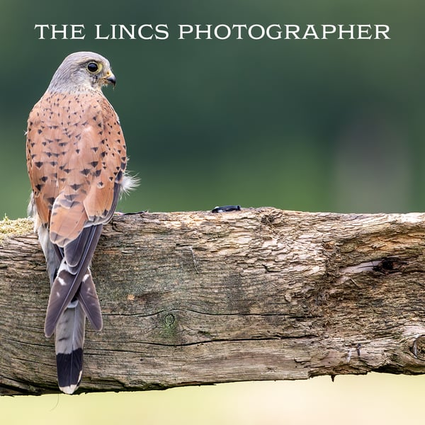 Kestrel print (Limited edition of 10)