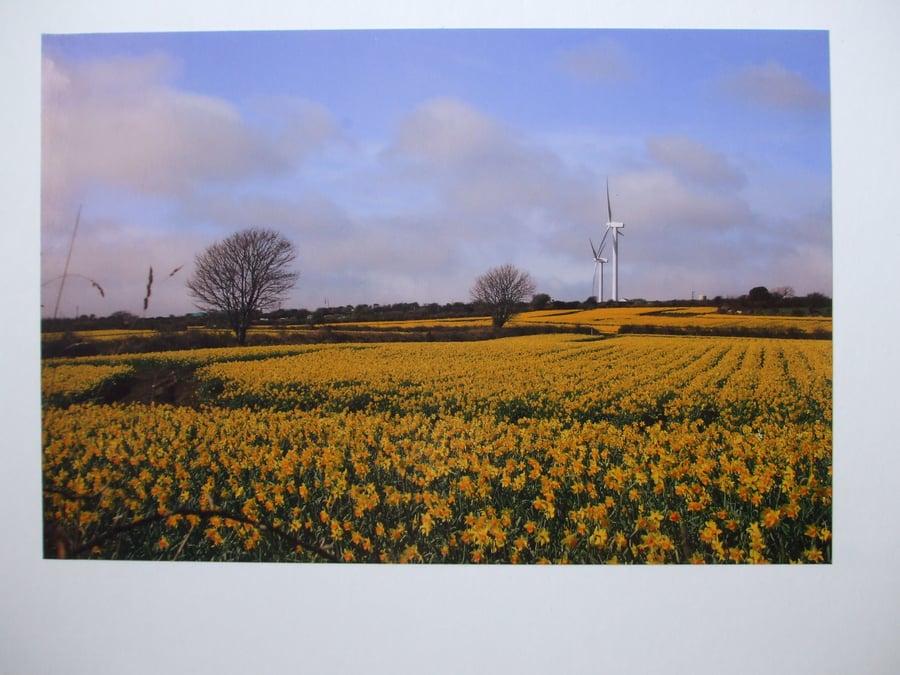 Photographic greetings card of daffodils and wind turbines.