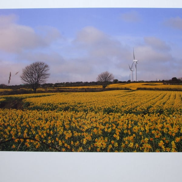 Photographic greetings card of daffodils and wind turbines.