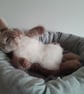 Sleepy Bunny, dotpebblesknits design - Image 9