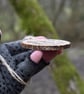 Shaggy Ink caps pyrography pendant. Rustic fungi branch slice necklace.  - Image 5