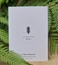 Black bee card - UK native & endangered honey bee - Image 2