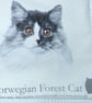 Ocicat, Somali, Burmilla and Norwegian Forest cats portraits cushion  - Image 5