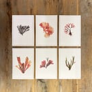 Set of 6 seaweed notecards
