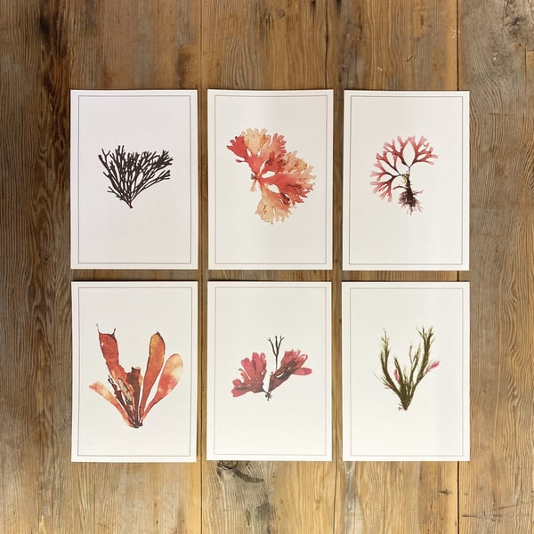 Set of 6 seaweed notecards