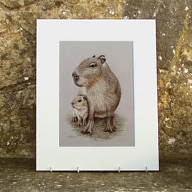 Capybara Original Coloured Pencil Drawing