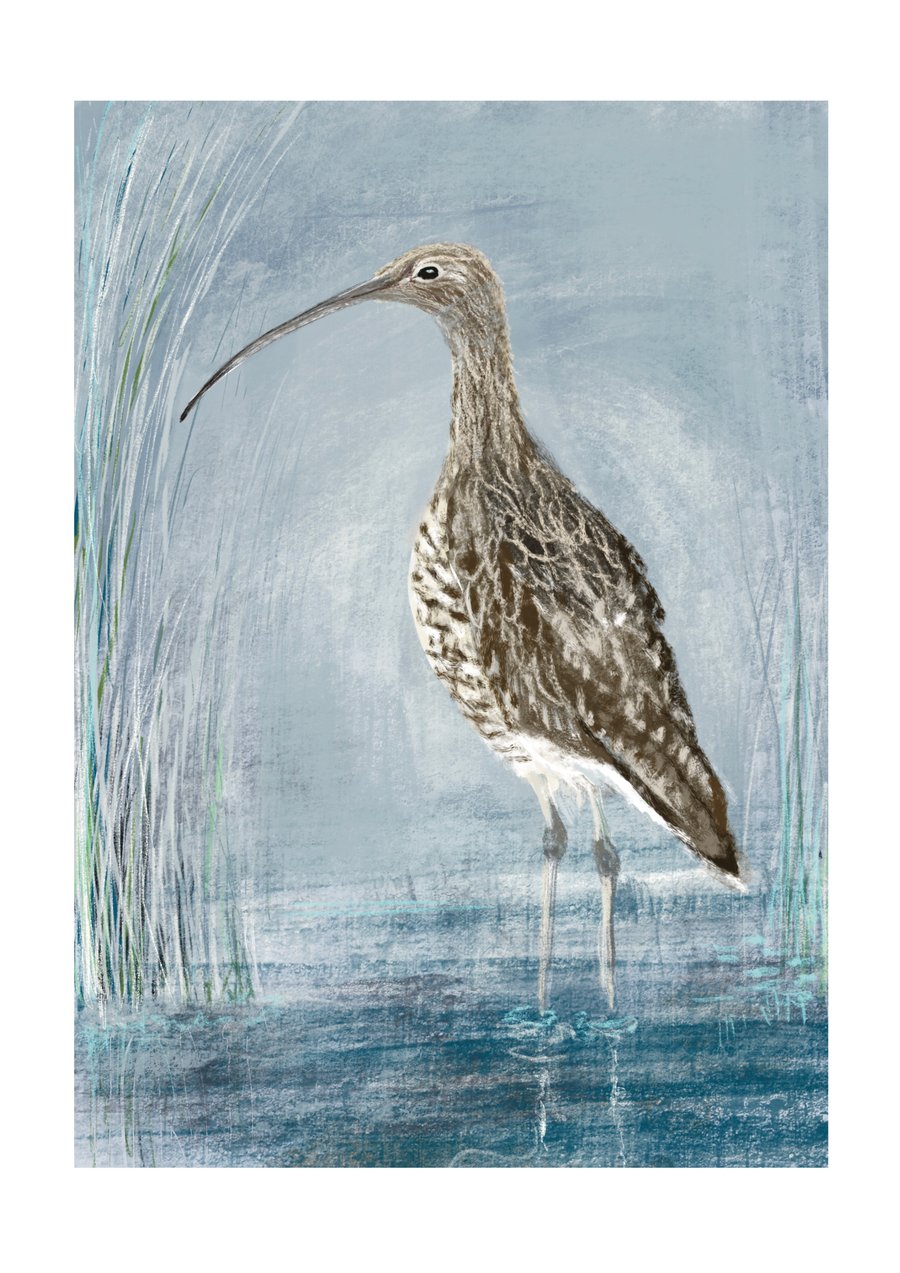 Curlew bird art - digital art print