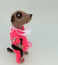 Meerkat doctor