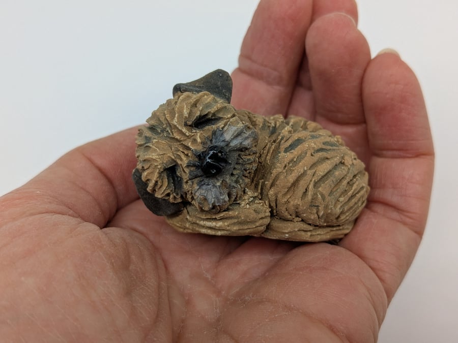 Mini curled Border Terrier 1