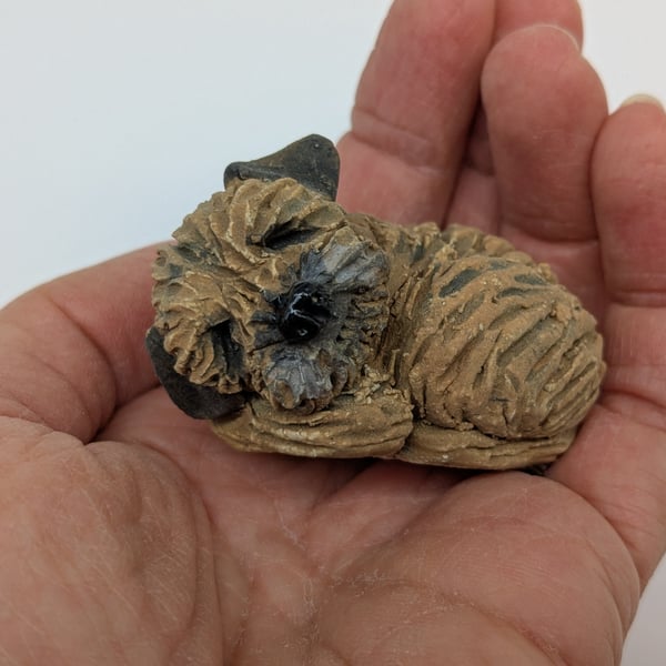 Mini curled Border Terrier 1