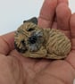 Mini curled Border Terrier 1