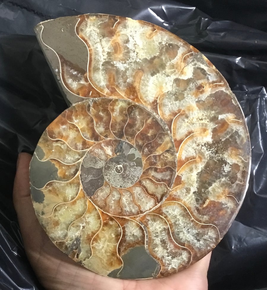 Super Substantial Half Polished Ammonite for Craft Designer or Photography Prop.
