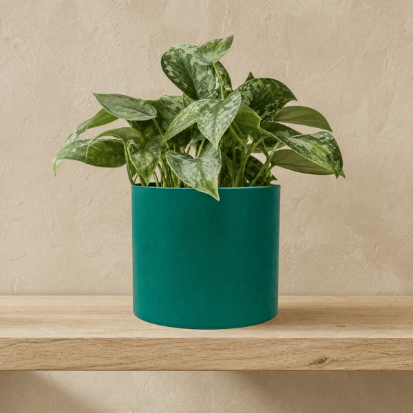 Large Persian Green Round Plant Pot 15 cm Indoor Planter