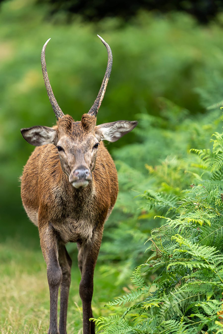 Male Red Deer - Limited Edition, Hand-Signed Mounted Photograph