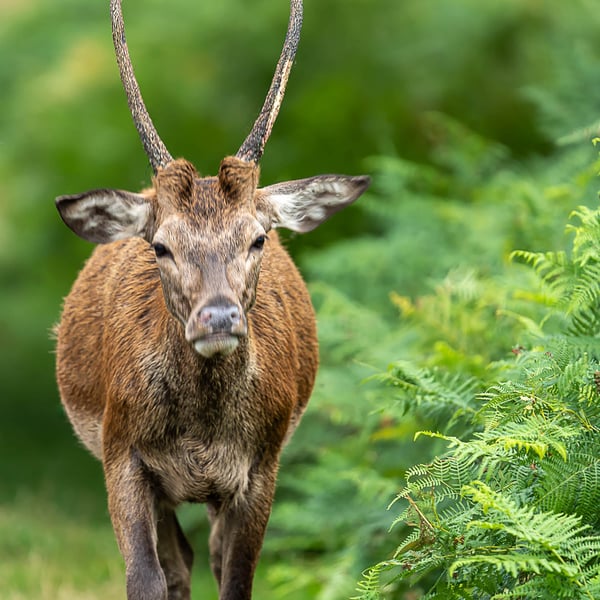 Male Red Deer - Limited Edition, Hand-Signed Mounted Photograph