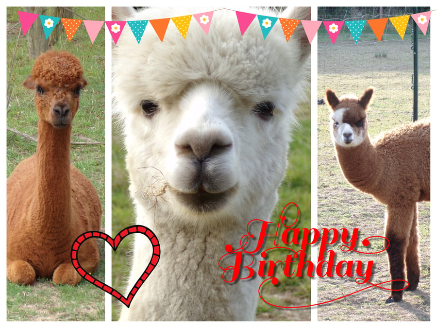 Alpaca Happy Birthday Card A5