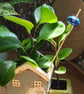 Blue Bead Plant Stake