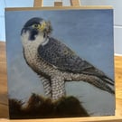 6 x 6 inch Peregrine falcon pair Card
