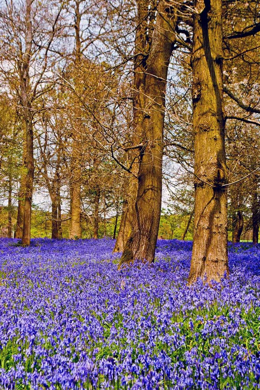 Bluebell Woods Bluebells Greys Court Oxfordshire UK 12"x18" Print