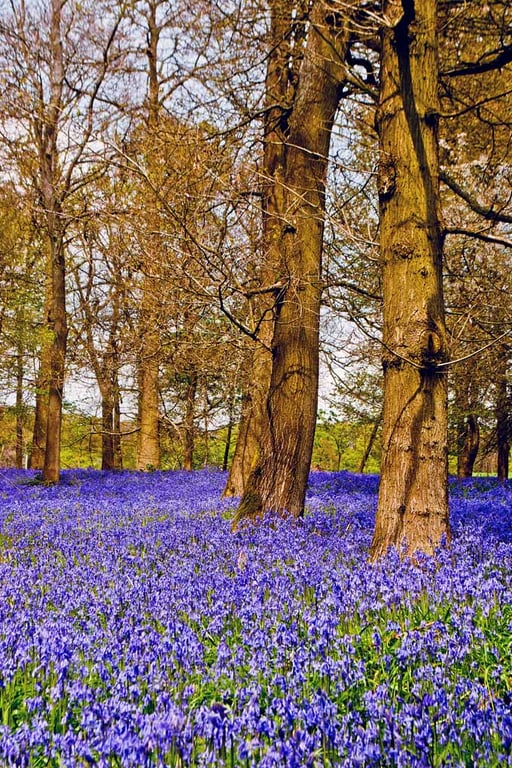 Bluebell Woods Bluebells Greys Court Oxfordshire UK 12"x18" Print