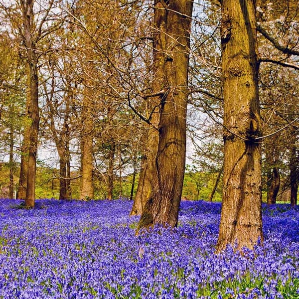 Bluebell Woods Bluebells Greys Court Oxfordshire UK 12"x18" Print