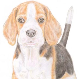 Betty the Beagle - Birthday Card