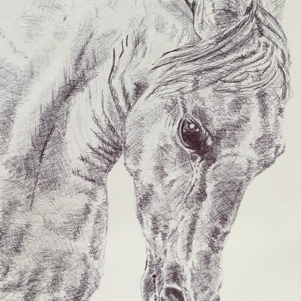  Beautiful giclee print of 'White Horse' an equine painting by artist Janet Bird